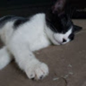 Meet your Posher, Will